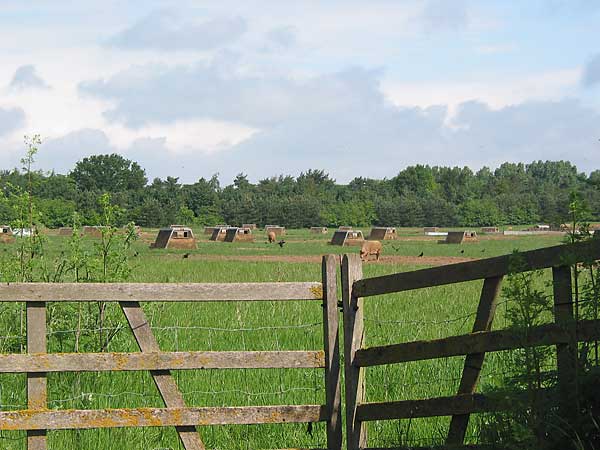 Hog farms near Abingdon England